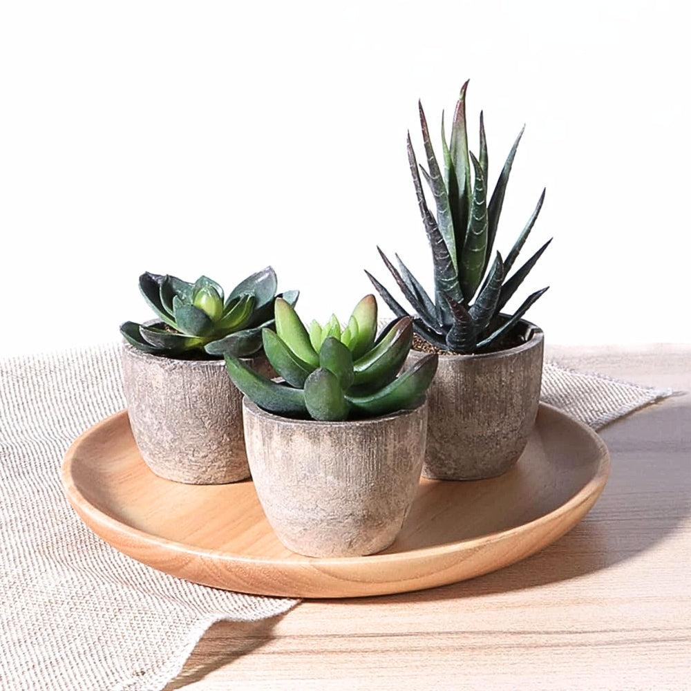 Mini Succulent Desk Accent