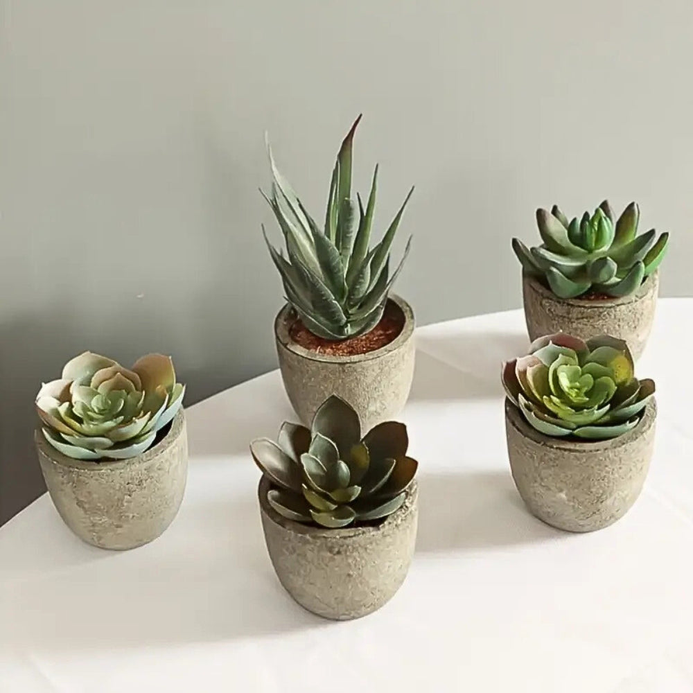 Mini Succulent Desk Accent