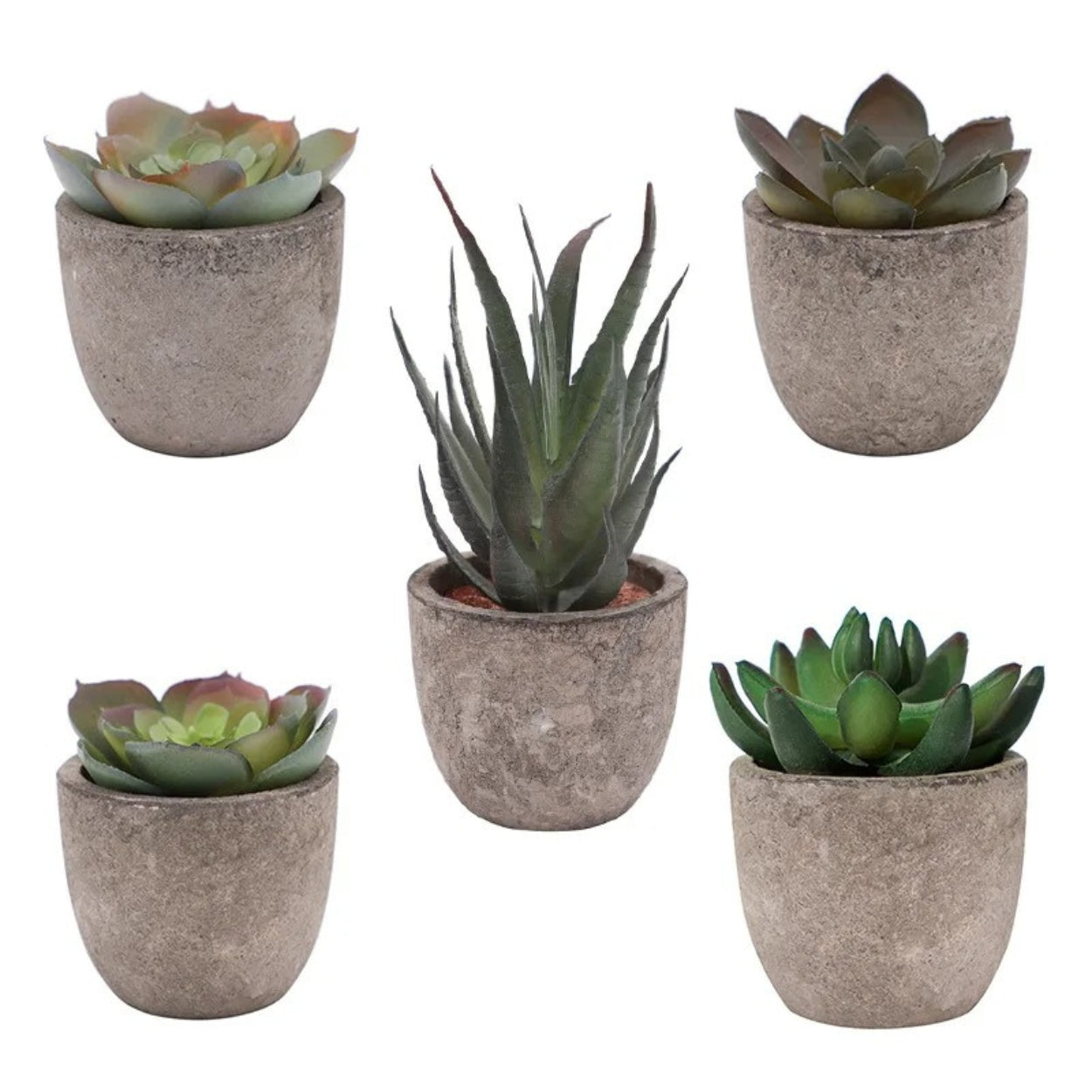 Mini Succulent Desk Accent